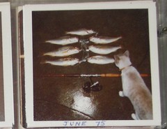 Genyonemus lineatus