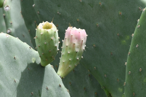 Image of Opuntia laevis by (c) Mike Ostrowski, some rights reserved (CC BY-SA)