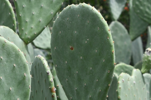 Image of Opuntia laevis by (c) Mike Ostrowski, some rights reserved (CC BY-SA)