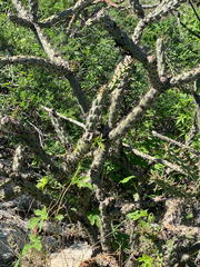 Cylindropuntia thurberi