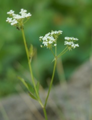 Sium sisaroideum