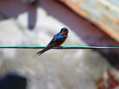 Hirundo rustica