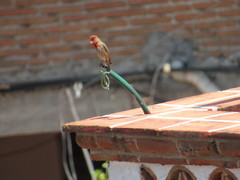 Haemorhous mexicanus