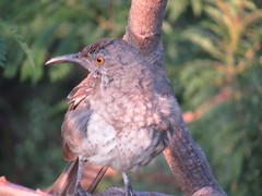 Toxostoma curvirostre