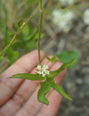 Sium sisaroideum