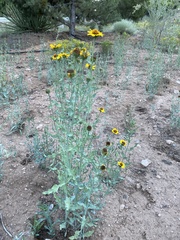 Helianthus ciliaris