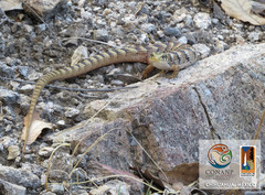 Elgaria kingii kingii