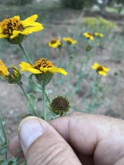 Helianthus ciliaris