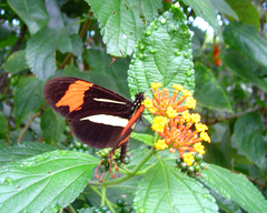 Heliconius besckei