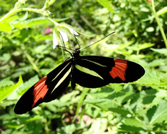 Heliconius besckei