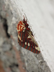 Citheronia splendens