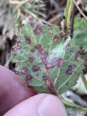 Sphaerulina westendorpii