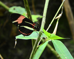 Heliconius besckei