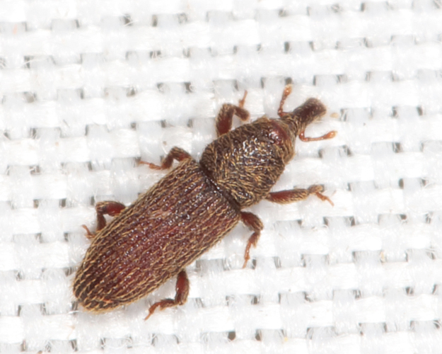 Straying Little Weevil