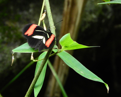 Heliconius besckei