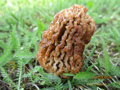 Morchella steppicola