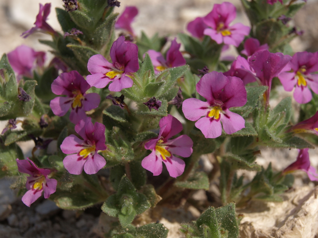 Steamboat Monkeyflower