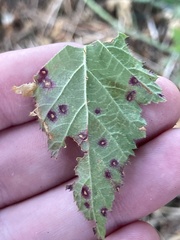 Sphaerulina westendorpii