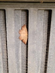 Euchlaena johnsonaria