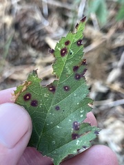 Sphaerulina westendorpii