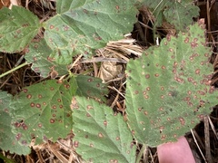 Sphaerulina westendorpii