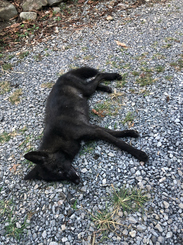Coyote photographed in Virginia