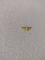 Nemoria lixaria