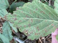 Sphaerulina westendorpii