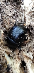 Accanthopus velikensis