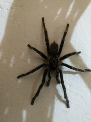 Ceratogyrus marshalli