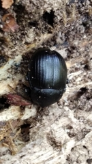 Accanthopus velikensis
