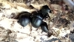 Accanthopus velikensis