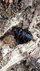 Accanthopus velikensis