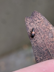 Tachyporus hypnorum