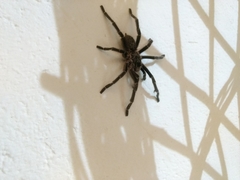 Ceratogyrus marshalli