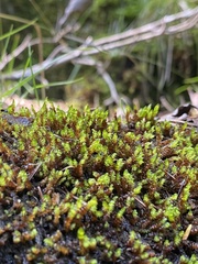 Pseudohygrohypnum eugyrium