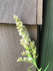 Solidago lepida