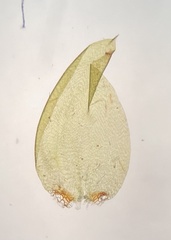 Pseudohygrohypnum eugyrium