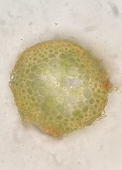 Pseudohygrohypnum eugyrium
