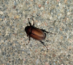 Phyllophaga submucida