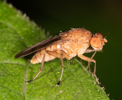 Suillia quinquepunctata