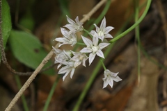 Allium drummondii