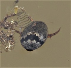Thermonectus nigrofasciatus