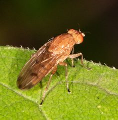 Suillia quinquepunctata
