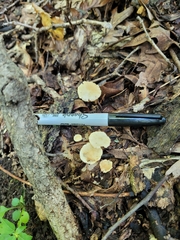 Marasmius delectans