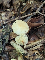 Marasmius delectans