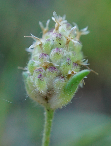 Plantago arenaria iNat (2)