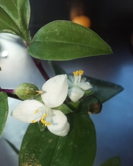 Tradescantia mundula