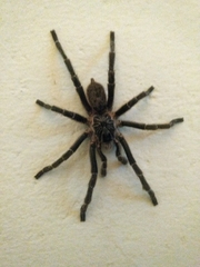 Ceratogyrus marshalli
