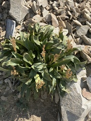 Primula parryi